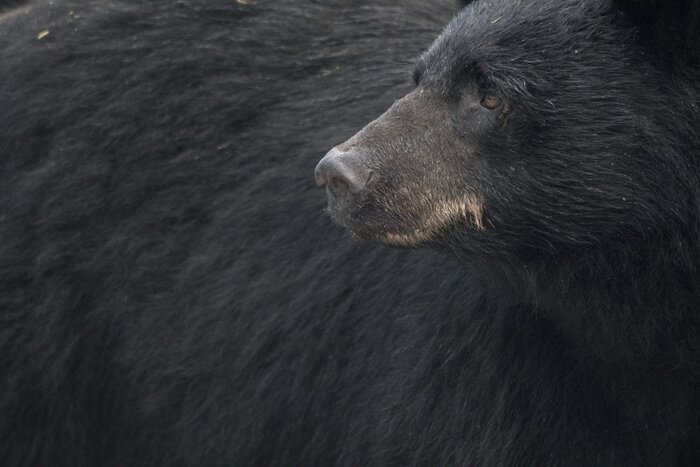 Poster  Grosse bouche d'ours noir, Glacier Mendenhall, Alaska