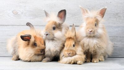 Poster  Group of lovely bunny easter rabbits on wooden background. beautiful lovely pets.