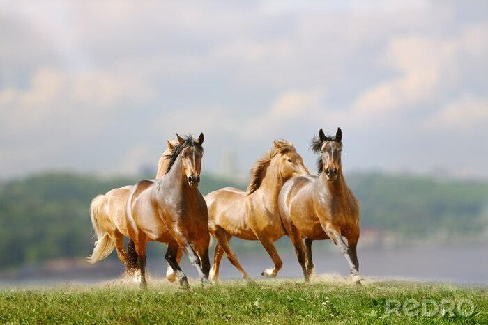 Poster  Groupe de chevaux qui courent