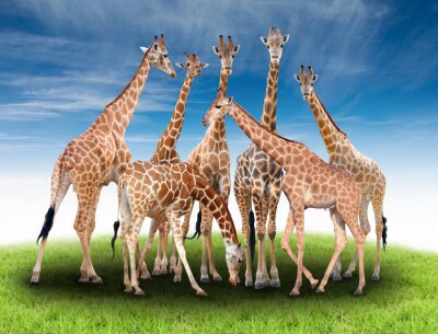 Poster  Groupe, girafe