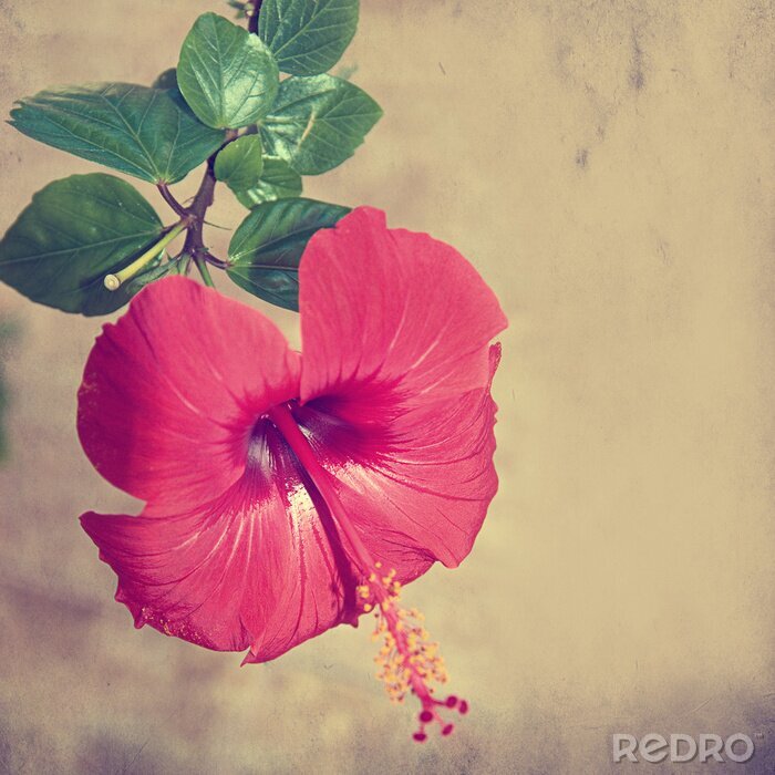 Poster  grunge fond à la rose