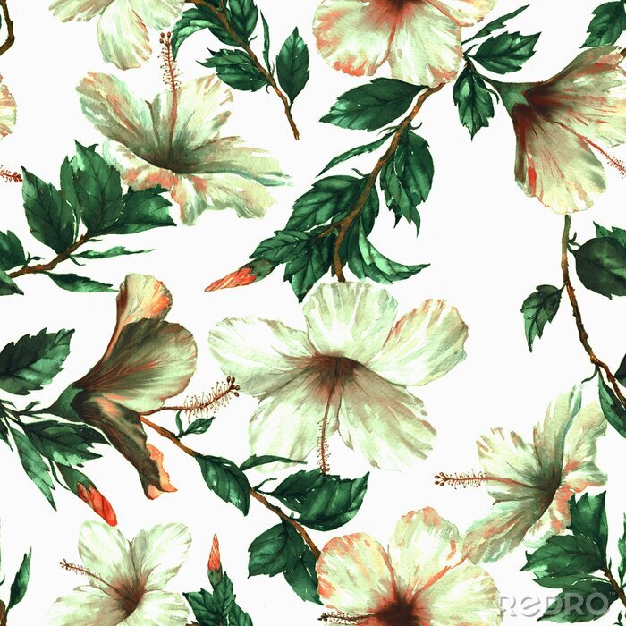 Poster  Hand-drawn aquarelle motif floral sans couture avec les fleurs d'hibiscus blanc tendre sur le fond blanc dans le style vintage. Impression répétée tropicale et vibrante pour le textile, le papier pein