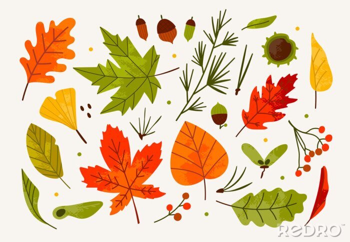 Poster  Hand drawn big vector set of various autumn leaves, rowan, acorn and chestnut. Colored trendy illustration. Flat design. Stamp texture. All elements are isolated