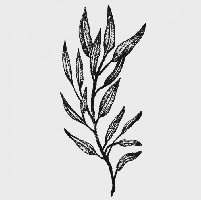 Poster  hand drawn monochrome botanical style plant vector illustrations in stippling technique . simple isolated floral and herb elements for graphic design, invitations, posters, tattoos. 