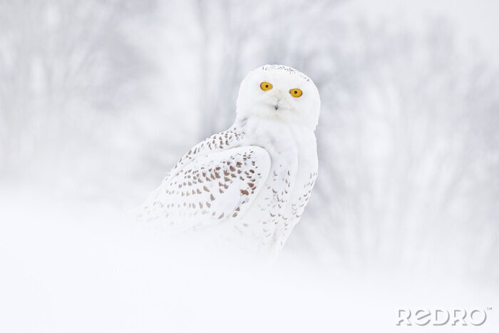 Poster  Harfang des neiges assis sur la neige dans l'habitat. Hiver froid avec oiseau blanc. Scène de la faune de la nature, Manitoba, Canada. Chouette sur le pré blanc, comportement animal.