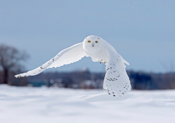 Poster  Harfang des neiges battant à basse chasse sur un champ de maïs enneigé ensoleillé à Ottawa, Canada