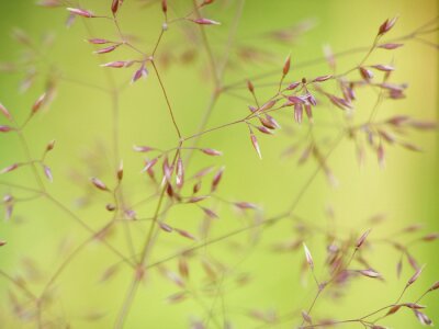 Herbe fine en gros plan