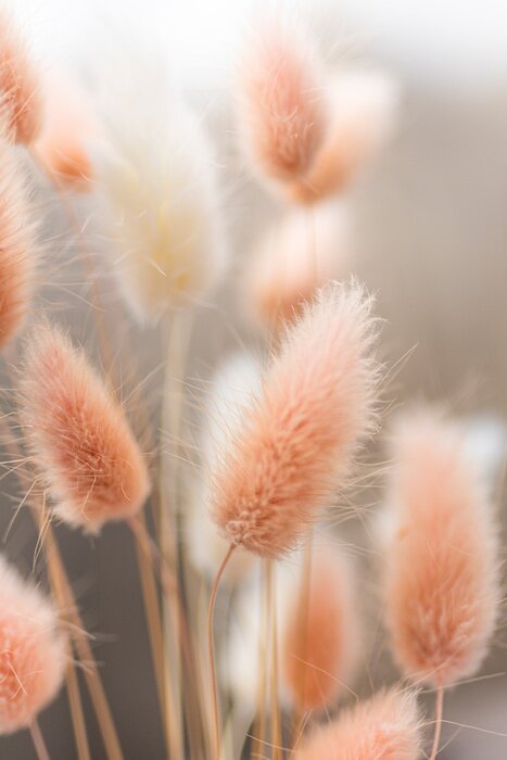 Poster  Herbe pelucheuse