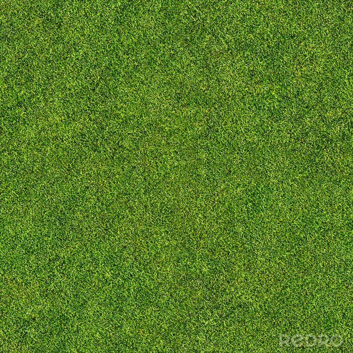 Poster  herbe transparente