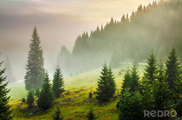 Poster  Herbe verte et arbres sur le flanc d'une montagne