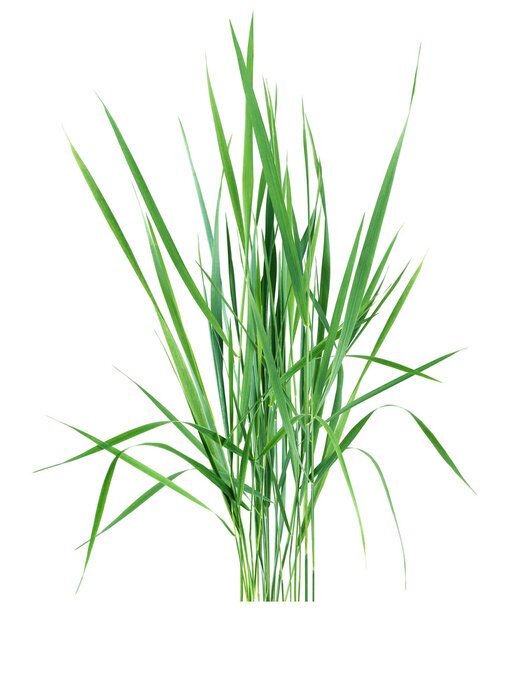 Poster  Herbe verte sur fond blanc