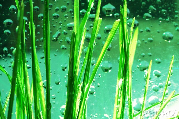 Poster  Herbe verte sur un fond d'eau