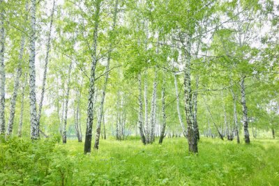 Herbes, verdure et bouleaux