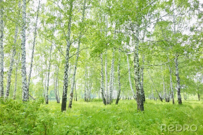 Poster  Herbes, verdure et bouleaux