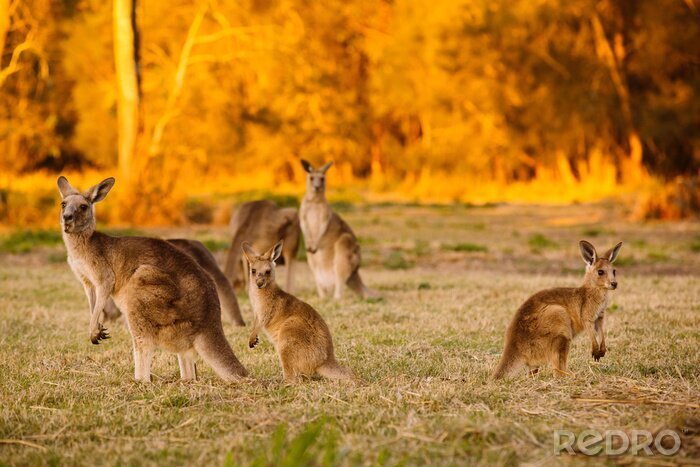Poster  Herd of kangaroos at twilight