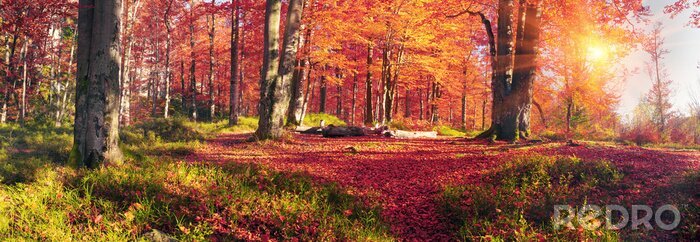 Poster  Hêtres d'automne dans la forêt