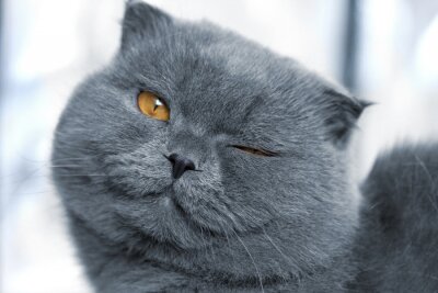 Heureux chat domestique gris