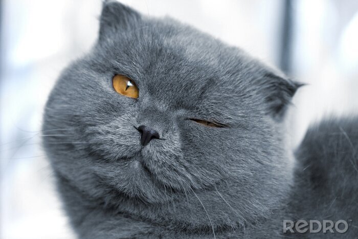 Poster  Heureux chat domestique gris