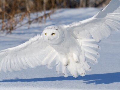 Hibou blanc atterrissant dans la neige