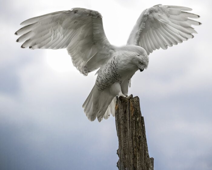 Poster  Hibou blanc contre le ciel