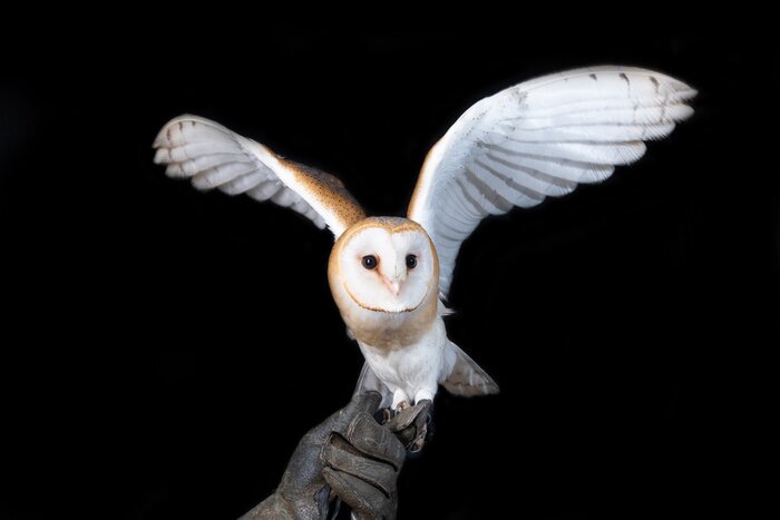 Poster  Hibou blanc sur fond noir