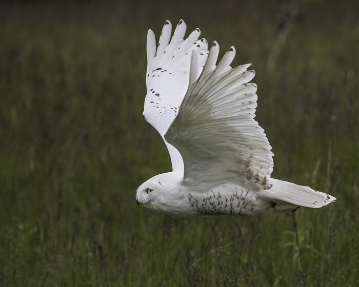 Poster  Hibou blanc volant au-dessus du pré