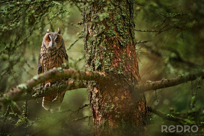 Poster  Hibou dans une forêt dense