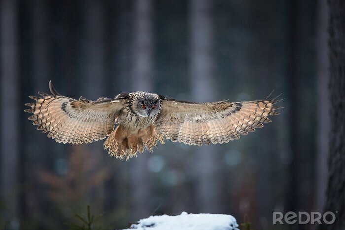 Poster  Hibou grand duc, Bubo bubo, hibou géant qui vole directement à la caméra avec des ailes déployées, sur fond d'hiver abstrait. Chouette avec des yeux orange vif dans la forêt européenne. Hautes-terres 
