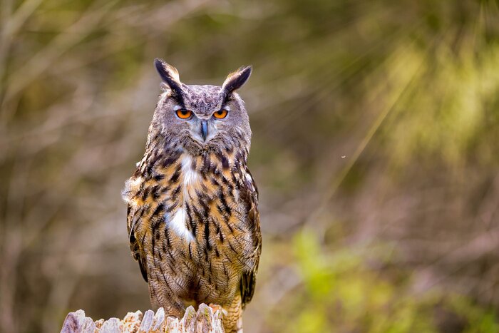 Poster  Hibou grand-duc sur fond d'arbres