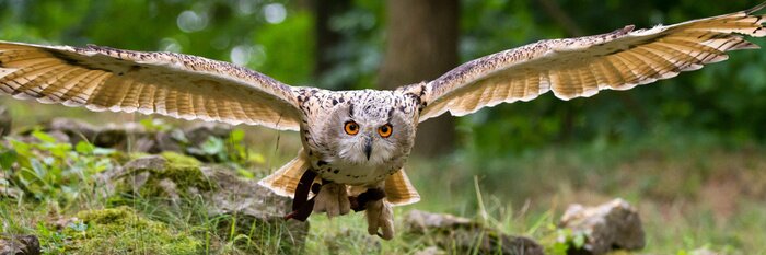 Poster  Hibou grand-duc volant