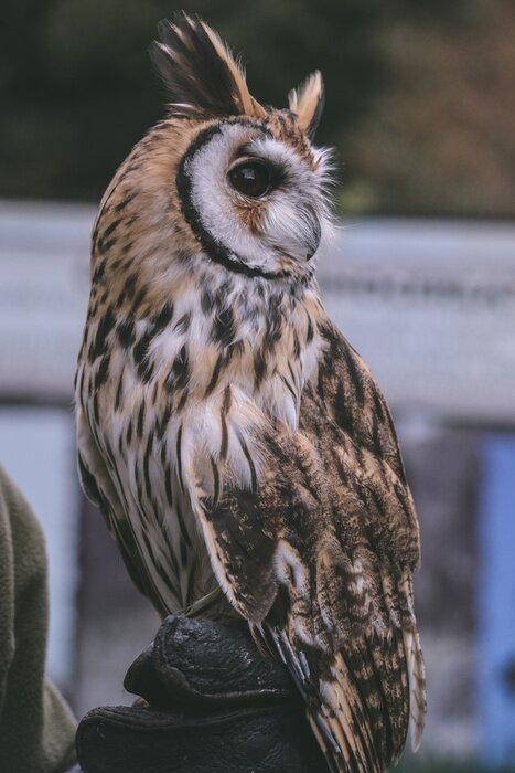 Poster  Hibou moyen-duc