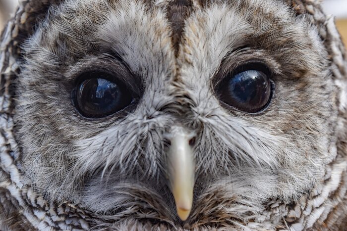 Poster  Hibou vu de près