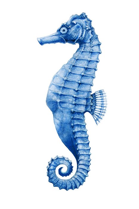 Poster  Hippocampe bleu