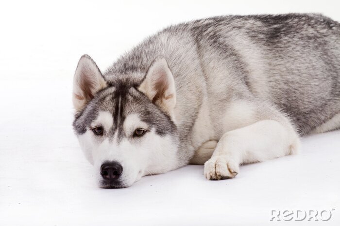 Poster  Husky allongé sur la neige