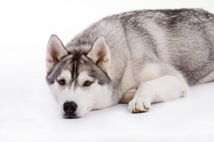 Poster  Husky allongé sur la neige