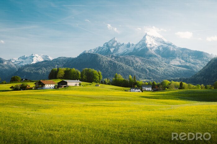 Poster  Idyllic landscape in the Alps with blooming meadows in springtime