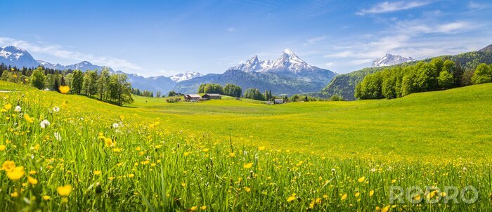 Poster  Idyllique, paysage, alpes, fleurir, prés, été