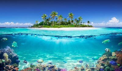 Île océanique et récif corallien