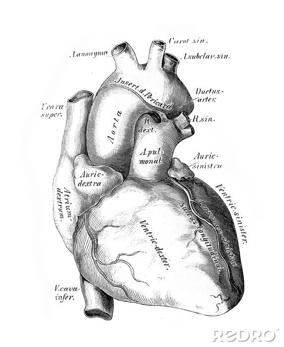 Poster  Illustration anatomique du coeur