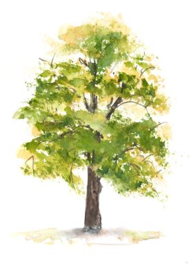 Poster  Illustration aquarelle d'un arbre vert clair