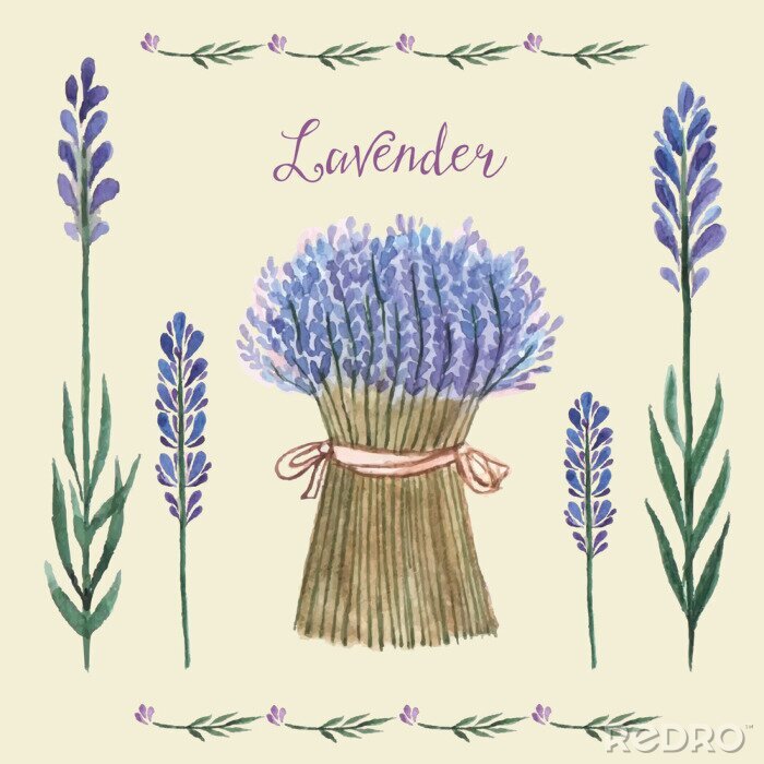 Poster  Illustration avec des fleurs de lavande