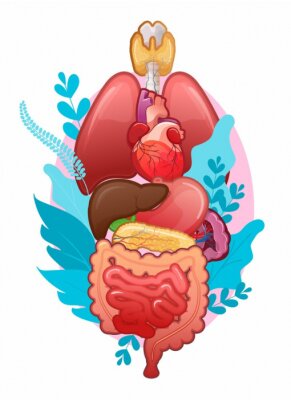 Poster  Illustration avec des organes humains
