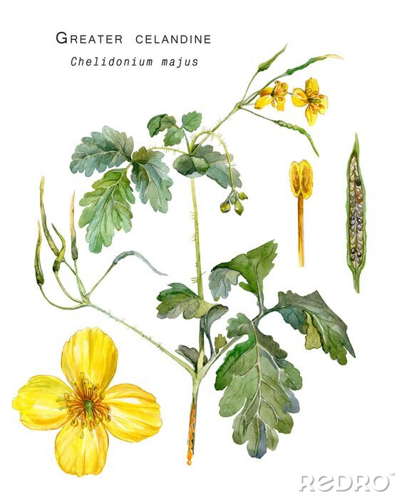 Poster  Illustration botanique colorée de l'ombelle de la tussilage