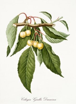 Illustration botanique d'une branche de cerisier blanc
