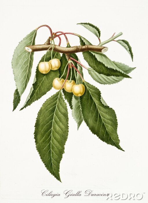 Poster  Illustration botanique d'une branche de cerisier blanc
