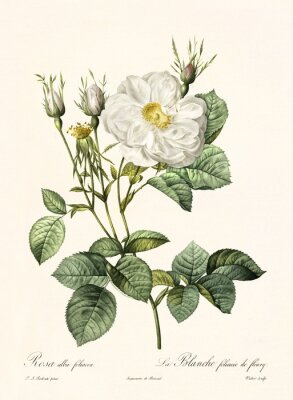 Illustration botanique d'une muguet blanc dans un cadre