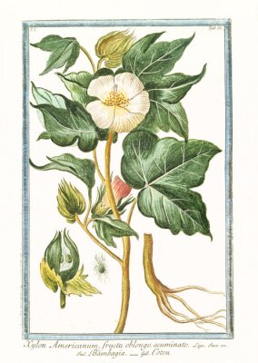 Illustration botanique d'une petite fleur blanche avec des racines