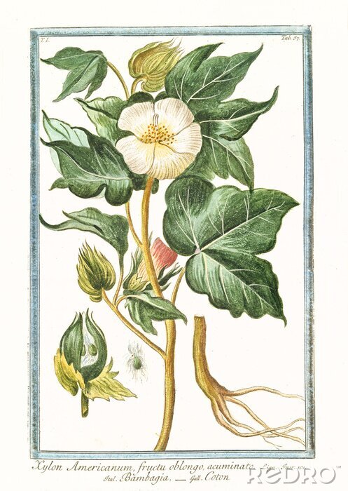 Poster  Illustration botanique d'une petite fleur blanche avec des racines