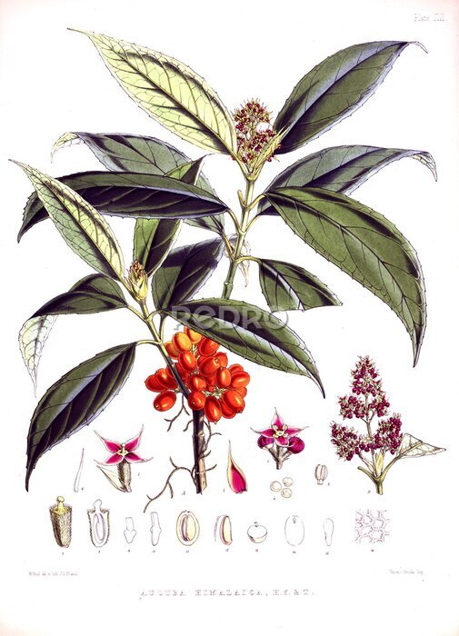 Poster  Illustration botanique de caféier