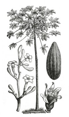 Poster  Illustration d'un arbre à papaye issue d'un atlas naturel